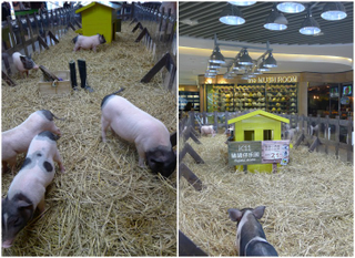 Illustration for article titled An Urban Farm In the Most Unlikely Location: A Shanghai Mall